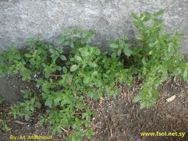 Polycarpon tetraphyllum L.